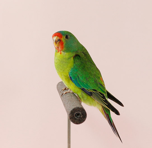 Ȯ�� �̹���