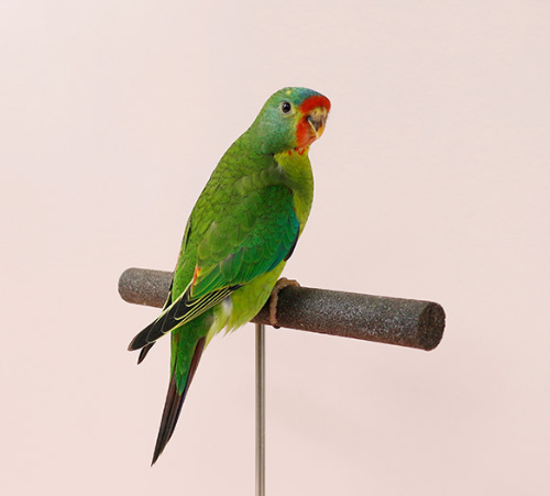 Ȯ�� �̹���