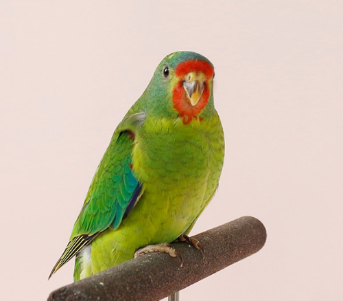 Ȯ�� �̹���