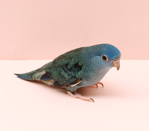 Ȯ�� �̹���