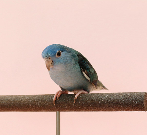 Ȯ�� �̹���