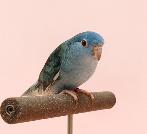 Ȯ�� �̹���