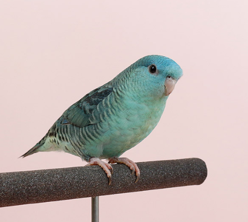 Ȯ�� �̹���