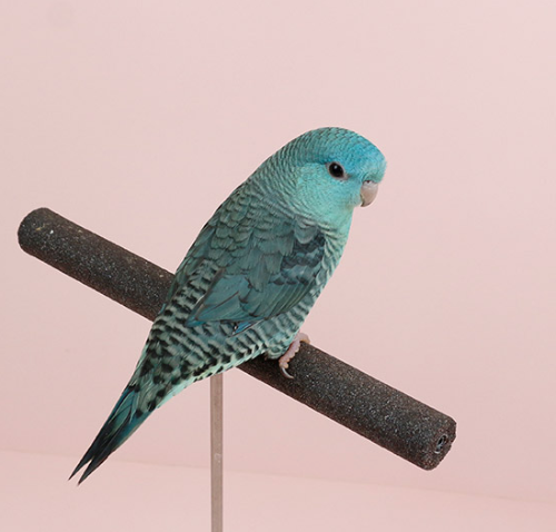 Ȯ�� �̹���