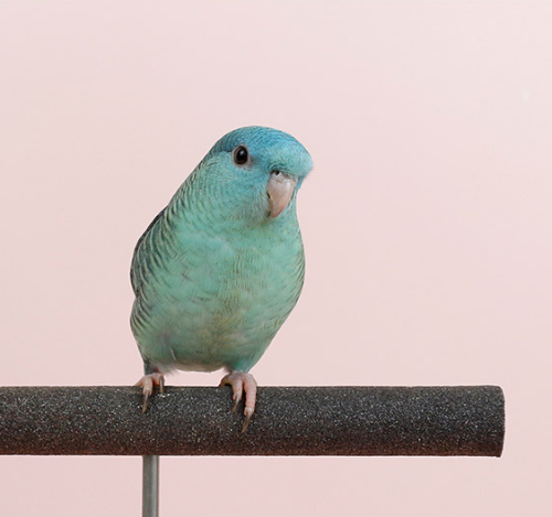 Ȯ�� �̹���