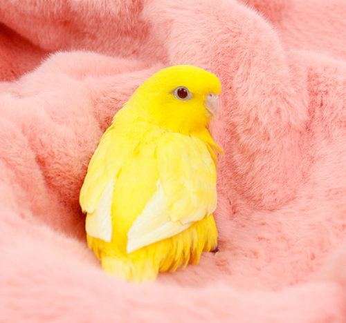 Ȯ�� �̹���