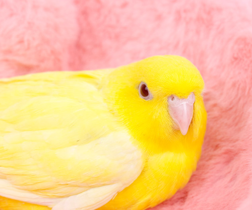 Ȯ�� �̹���