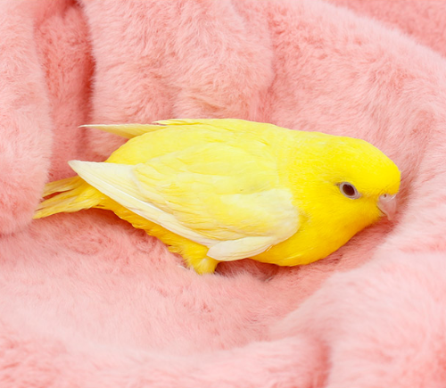 Ȯ�� �̹���