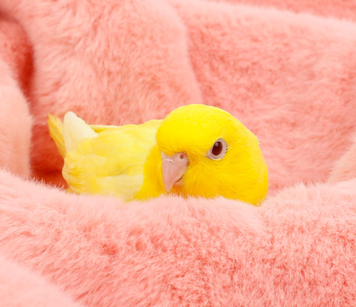 Ȯ�� �̹���