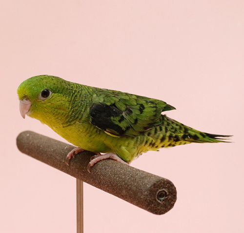 Ȯ�� �̹���