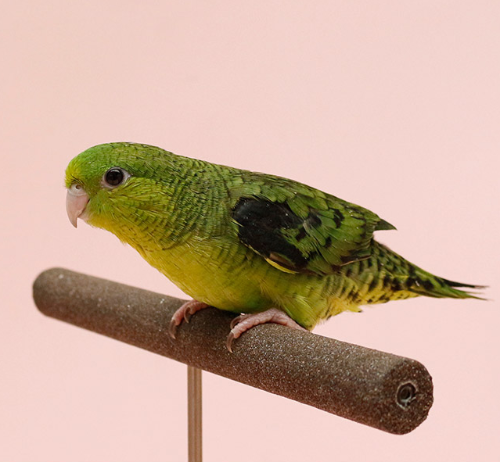 Ȯ�� �̹���