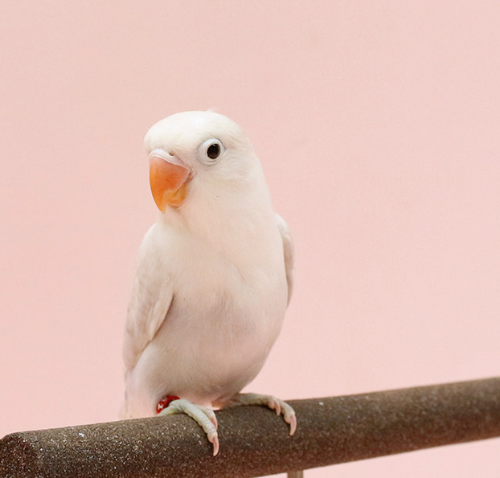 Ȯ�� �̹���