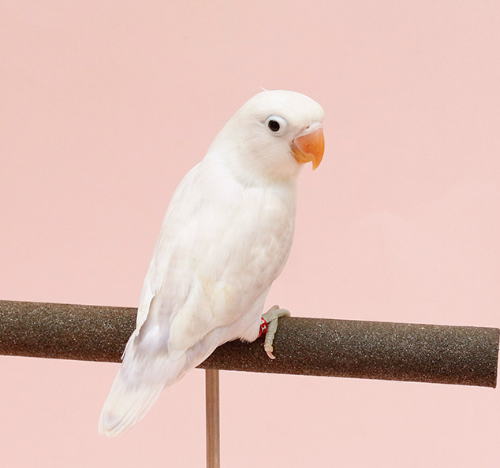 Ȯ�� �̹���