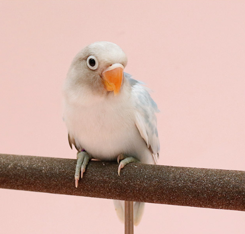 Ȯ�� �̹���