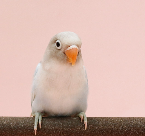 Ȯ�� �̹���