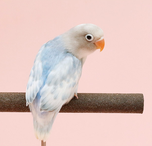 Ȯ�� �̹���