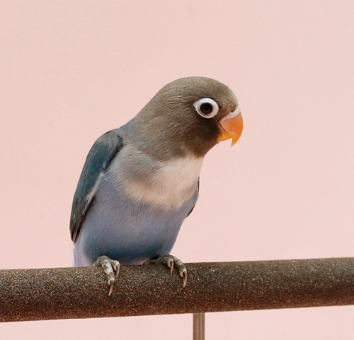 Ȯ�� �̹���