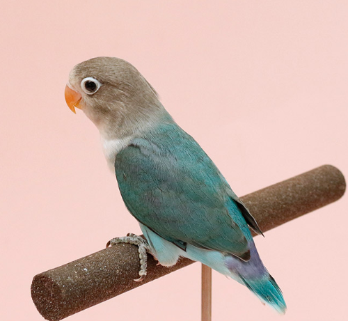 Ȯ�� �̹���