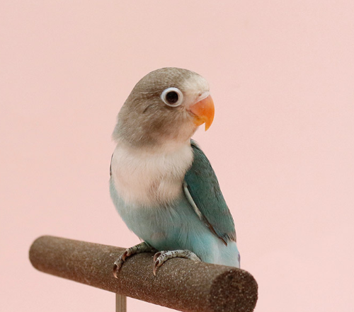 Ȯ�� �̹���