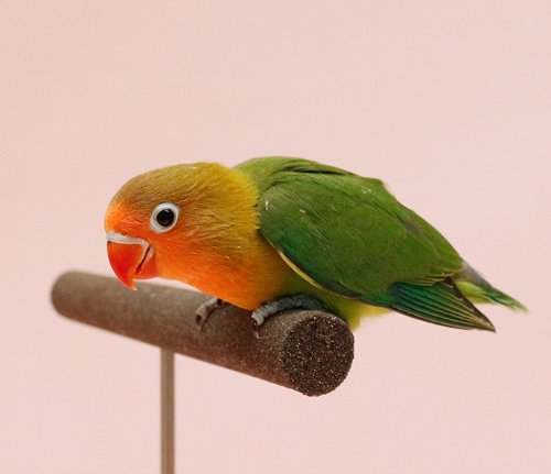 Ȯ�� �̹���