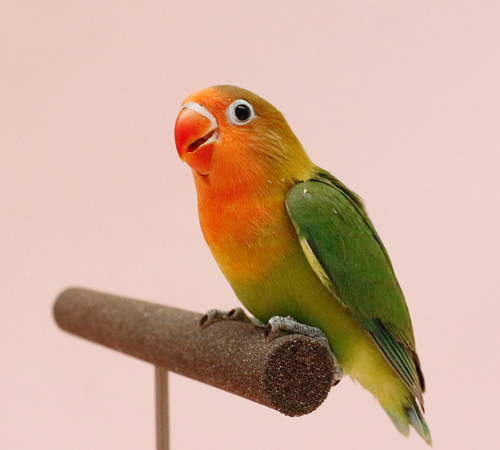 Ȯ�� �̹���