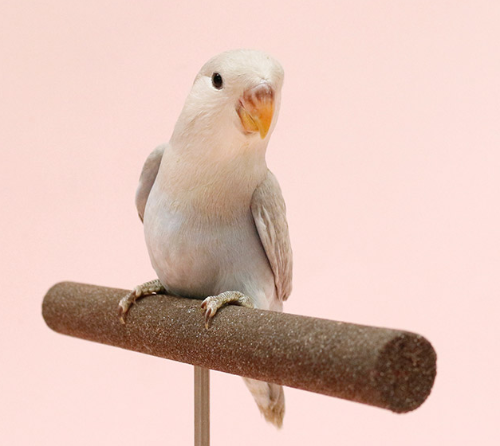 Ȯ�� �̹���