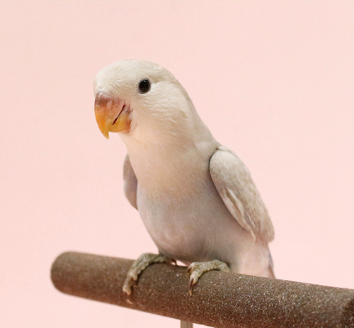 Ȯ�� �̹���