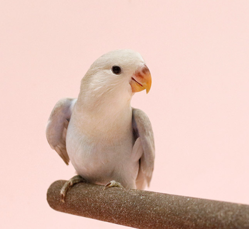 Ȯ�� �̹���