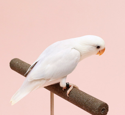 Ȯ�� �̹���