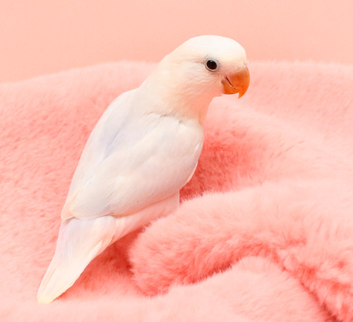 Ȯ�� �̹���