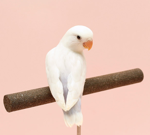 Ȯ�� �̹���