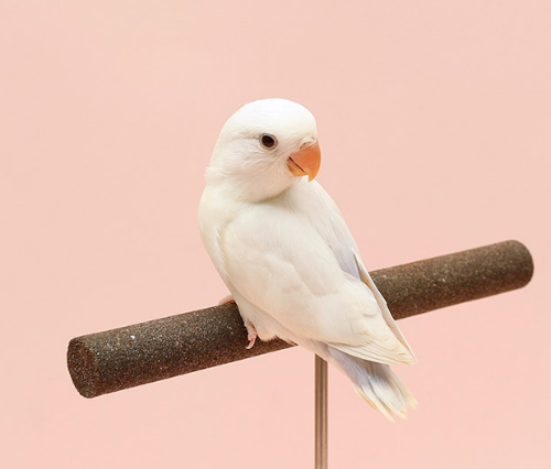 Ȯ�� �̹���