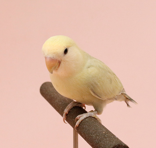 Ȯ�� �̹���