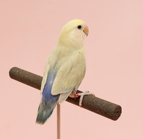 Ȯ�� �̹���