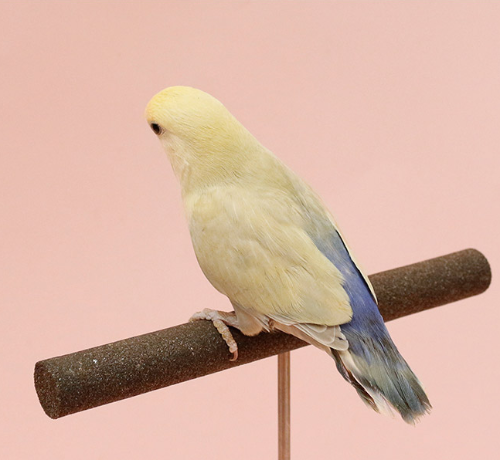 Ȯ�� �̹���