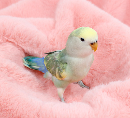 Ȯ�� �̹���