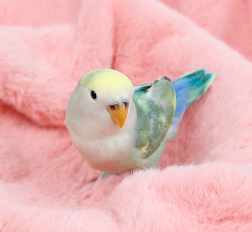 Ȯ�� �̹���