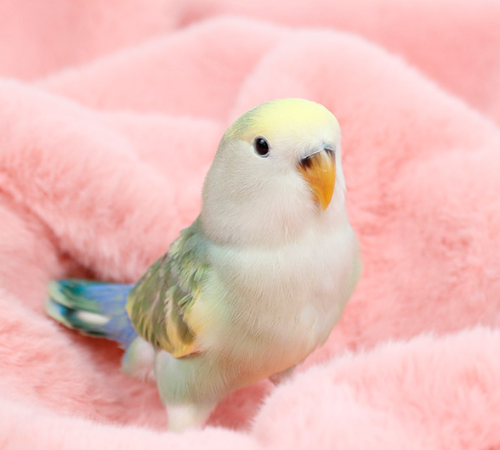 Ȯ�� �̹���