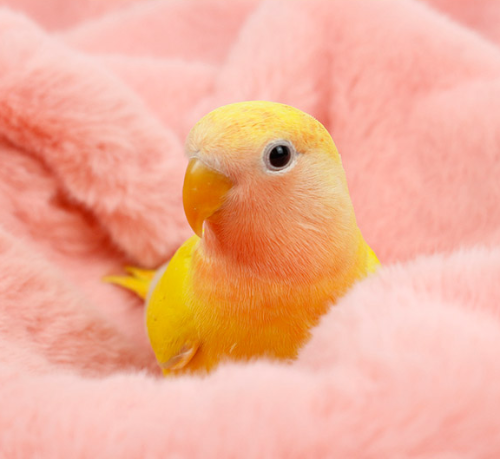 Ȯ�� �̹���