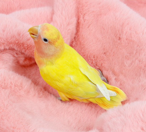 Ȯ�� �̹���