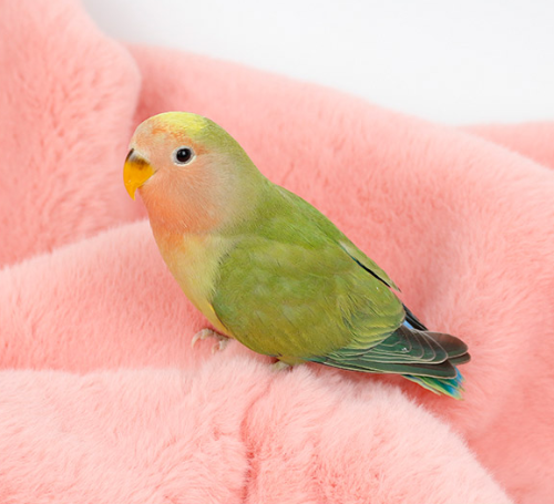 Ȯ�� �̹���