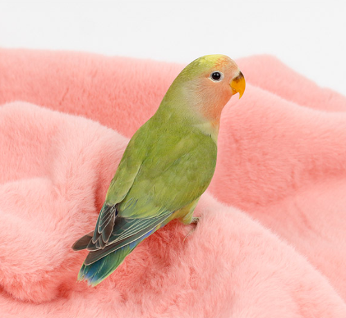 Ȯ�� �̹���