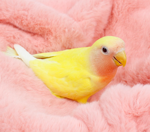 Ȯ�� �̹���