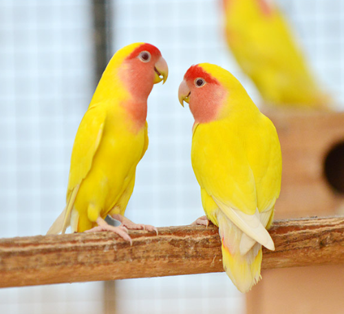 Ȯ�� �̹���