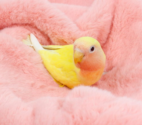 Ȯ�� �̹���