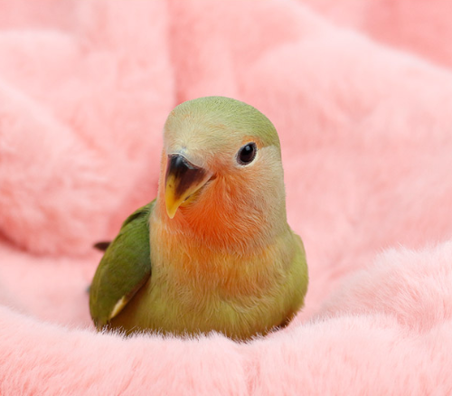 Ȯ�� �̹���