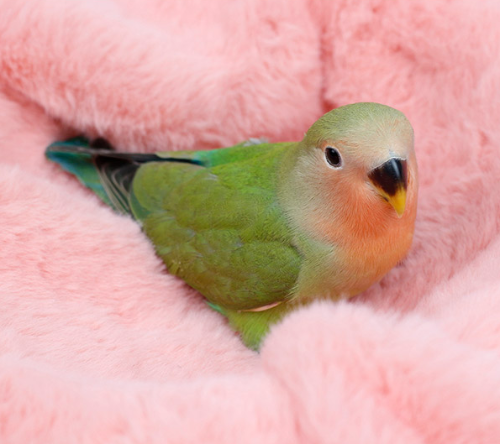 Ȯ�� �̹���