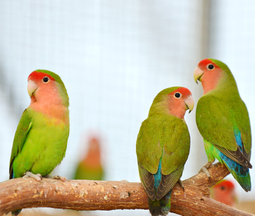 Ȯ�� �̹���