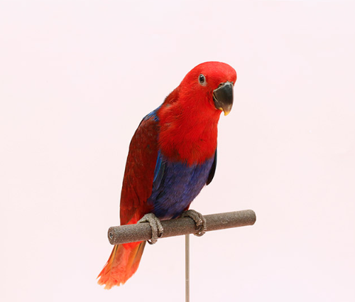 Ȯ�� �̹���