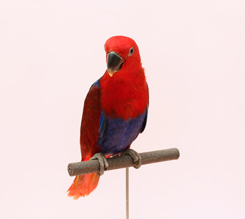 Ȯ�� �̹���